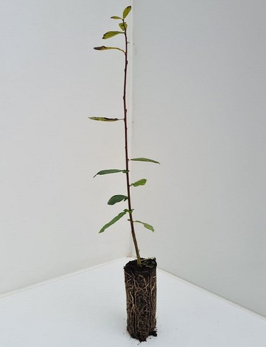 Pussy willow trees salix - 3,