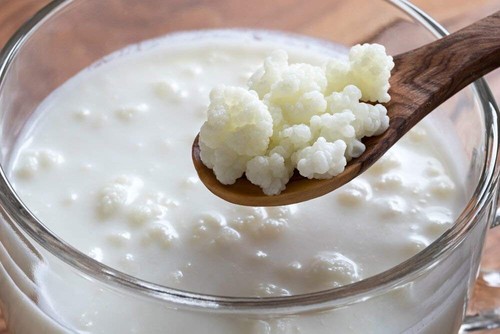 10g live milk kefir grains - live,