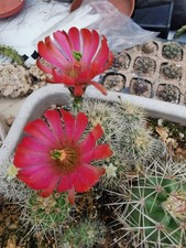Echinocereus trichoglidatus