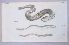Lamprey Eel Fish Print - 1776 Antique B&W Copper Plate Engraving - Pennant 