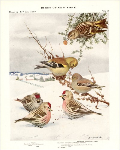 1914 vintage print pine - 1914,