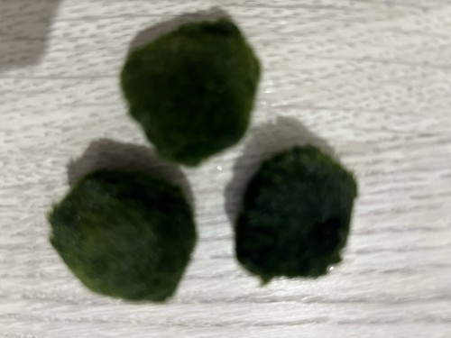 Marimo moss balls - moss,
