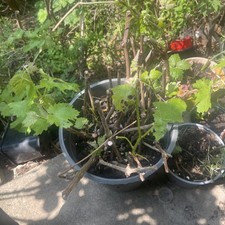 Wine grape Vitis Vinifera grape plant 