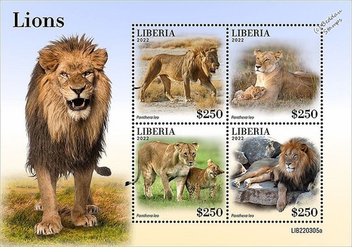Lions big cats mammals - big,