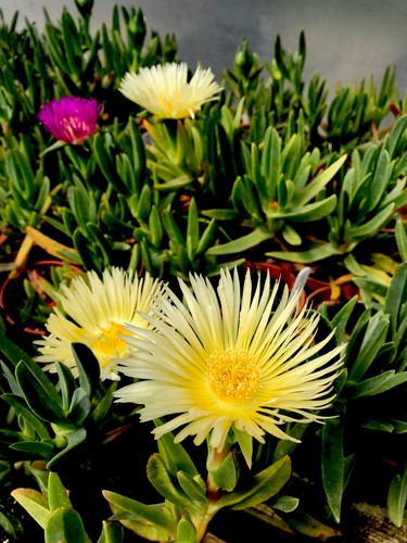 Yellow hottentot fig - 5,