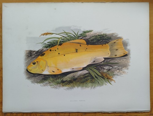 Golden tench large original - tench,