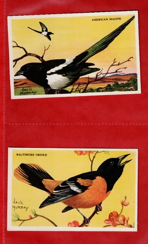 Birds american issue - birds, ~