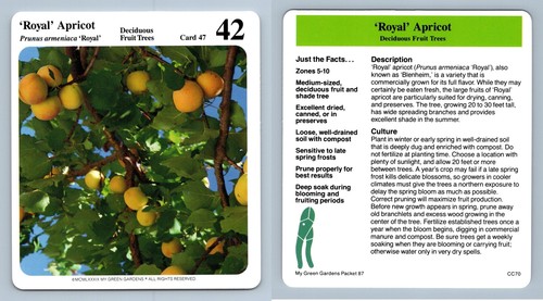 Royal apricot 47 deciduous - royal', #47
