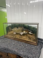 Vintage Rare Taxidermy Zander