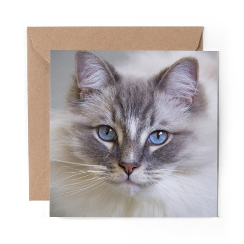 Blank greeting card white - x,