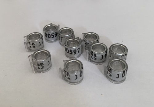 Racing pigeon rings - pigeon,