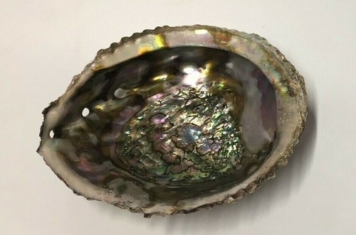 Large natural paua shell - paua,