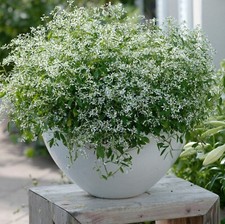 Euphorbia plug plants - euphorbia,