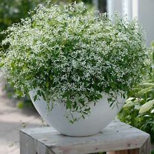 Euphorbia Plug Plants Chamaesyce White Flowers Garden Pot Basket Bed, Pack of 3