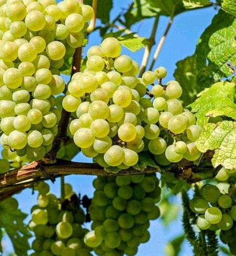 100 green grape - 100,