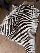 LARGE VINTAGE EQUUS BURCHELL