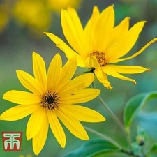 Thompson & Morgan Sunflower maximiliani Garden Seed Hardy Perennial Plants