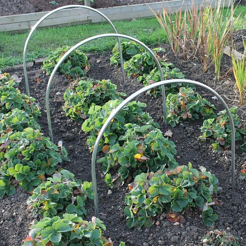 High garden hoop - high,