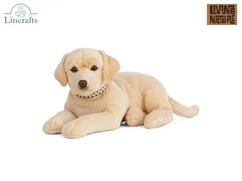 Golden labrador lying - lying, plush