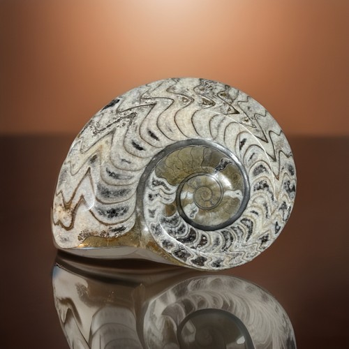 Carved polished ammonite - polished,