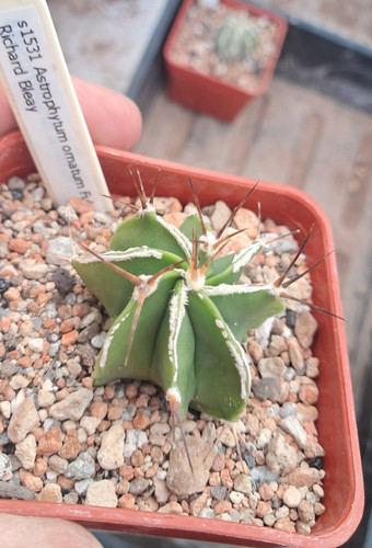 Astrophytum ornatum fukuru - ornatum, "fukuru"