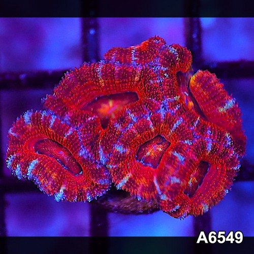 Item a6549lw6549 wysiwyg - item#a6549lw6549(s),