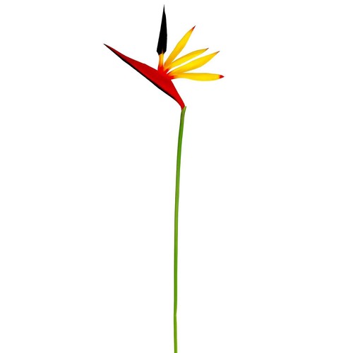 Eco bird paradise stems - of,