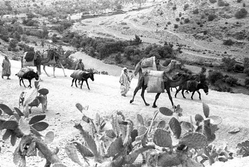Caravan donkeys and camels - of,