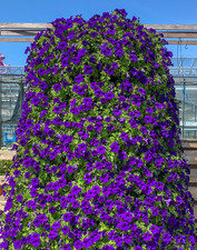 6 Trailing Petunia Surfinia