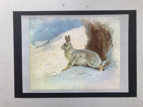 Vintage british mammal print - mammal,