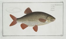 Marcus Bloch 1785 - Plate 1 - Cyprinus Erythrophthalmus - The Rud