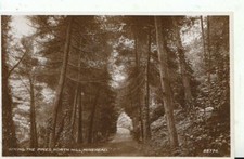 Somerset Postcard - Among The Pines - North Hill - Minehead - RP - Ref 7375A