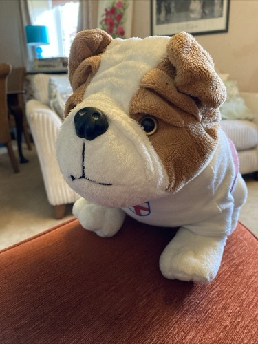 Pms english bulldog puppy - pms, dog