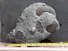 LARGE SCHLOTHEIMIA RARE AMMONITE 4 PREPARATION LYME REGIS JURASSIC DINOSAUR AGE