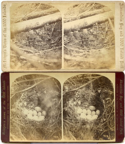 Partridge bird nest - on, &