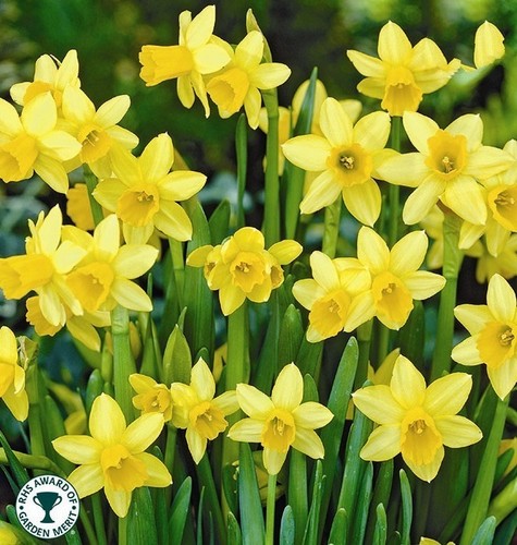 Daffodil tete bulbs - 8,
