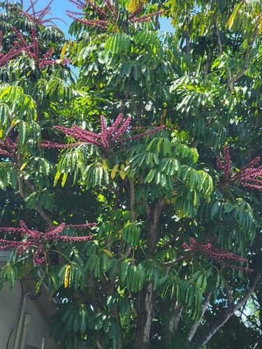 Umbrella tree schefflera - ,