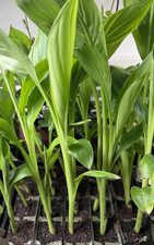 1 x GREEN Ensete Ventricosum