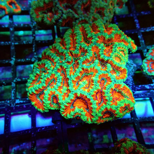 Wysiwyg acan lord - -, coral