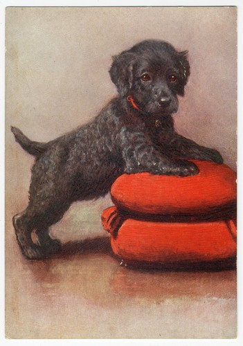 Irish water spaniel puppy - spaniel,