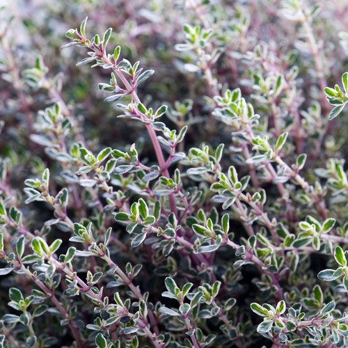 Thyme silver queen culinary - thyme,
