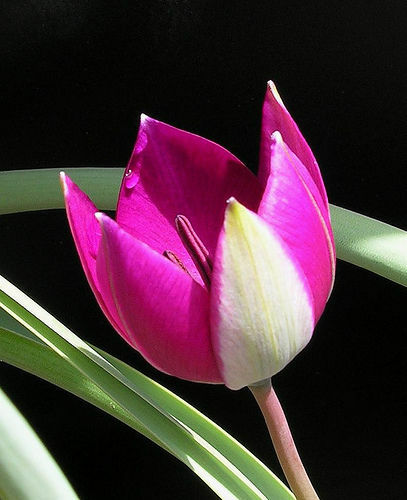Miniature tulips - 12,