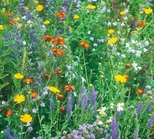 WILD FLOWER SEEDS MIX THROW GROW NO GRASS PLANTS BOMBS FLOWERS MEADOW 3g-20Kg