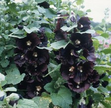 Hollyhock 'Alcea Rosea Black