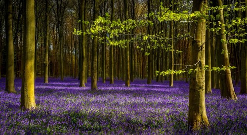 Bluebell woods forest trees - forest,