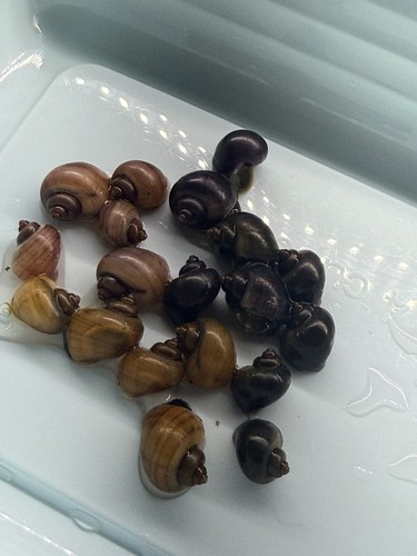 Live mystery snails - mystery, 10