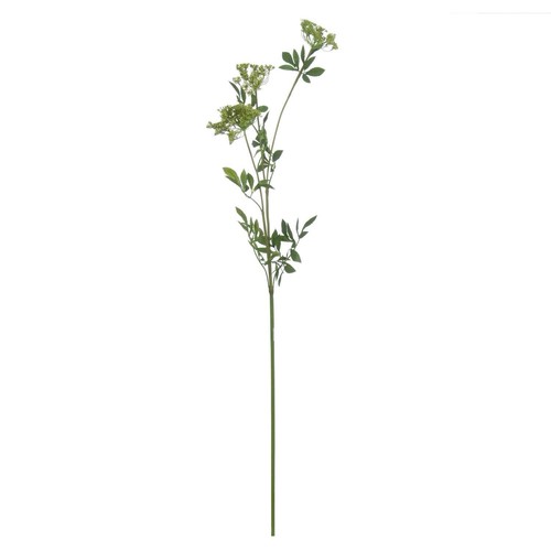 White cow parsley ammi - white,