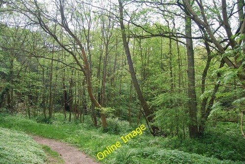 Photo 6x4 woodland along - woodland,