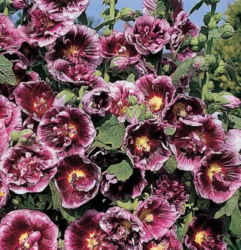 Hollyhock creme cassis 2 - de,