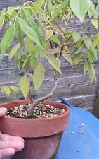 American Wisteria Bonsai Material